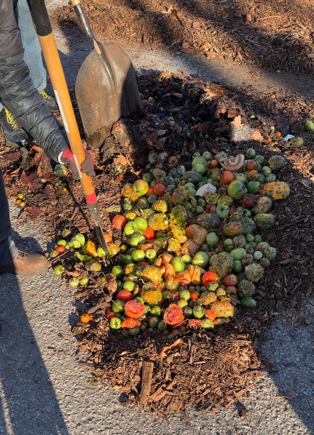A load of tomatoes, tomatillos and prickly pear tipped onto wood chips at the compost site, with a shovel and an Earth steward's boots beside it